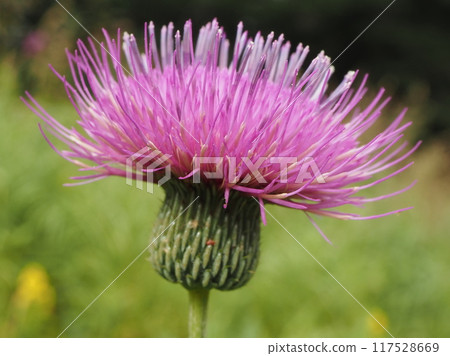 Crimson flowers blooming in Shiga Kogen 2 Crimson flowers blooming in Shiga Kogen 2 117528669