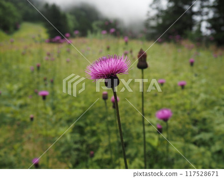 滋賀高原盛開的紅紫色花朵 滋賀高原盛開的紅紫色花朵 117528671