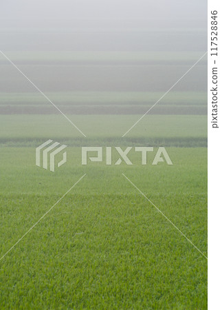 Background image: Foggy summer rice terraces. Green rice and rice terrace ridges can be seen in the morning mist. Background image: Foggy summer rice terraces. Green rice and rice terrace ridges can be seen in the morning mist. 117528846