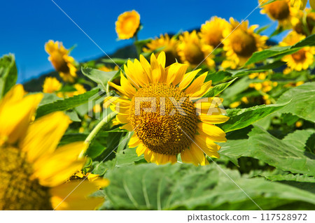 Sunflower shining in the blue sky Sunflower shining in the blue sky 117528972