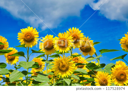 發光在藍天的向日葵 117528974