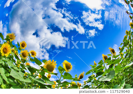 發光在藍天的向日葵 117529040