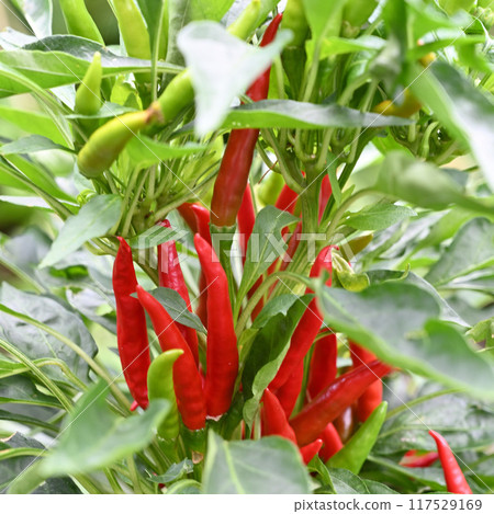 Crimson red pepper 117529169