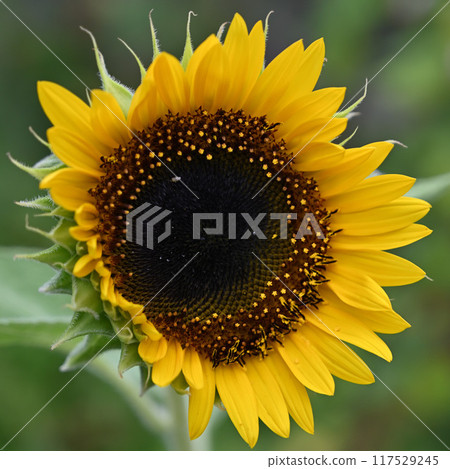 Sunflower flower 117529245
