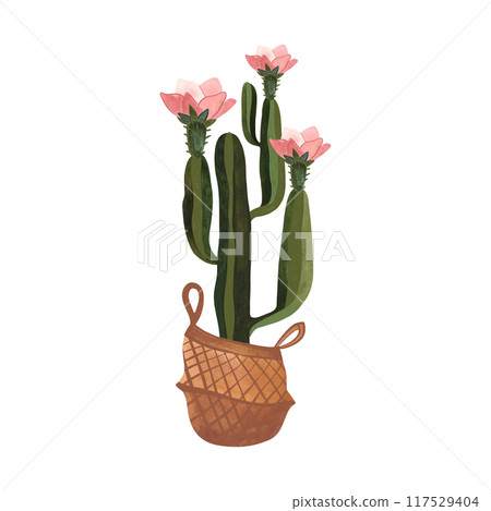 Cactus in a wicker basket. Plants for the home. Floriculture. Interior decoration. Isolated watercolor illustration on white background. Clipart. Cactus in a wicker basket. Plants for the home. Floriculture. Interior decoration. Isolated watercolor illustration on white background. Clipart. 117529404