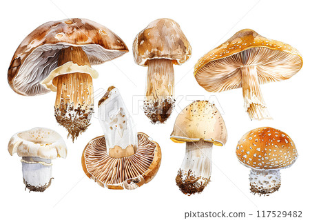 Delicious autumn flavors (matsutake and mushrooms) 117529482