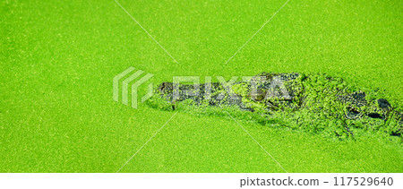 crocodile partially submerged in water covered with green duckweed, natural camouflage and alligator predator behavior. aisan siamese crocodile in river at the asia tropical forest hiding for hunting 117529640