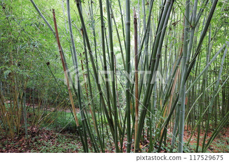 Bamboo planted in the bamboo grove of the botanical garden: Bamboo 117529675