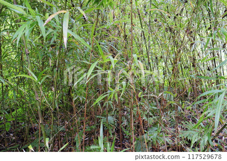 Chigokanchiku bamboo planted in the bamboo grove of the botanical garden Chigokanchiku bamboo planted in the bamboo grove of the botanical garden 117529678