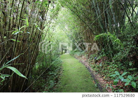植物園竹林中長滿青苔的小路 117529680
