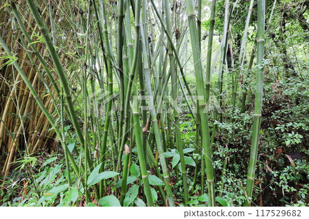 Bamboo planted in the bamboo grove of the botanical garden 117529682