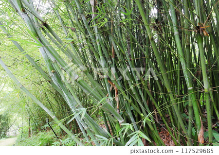 植物園竹林中種植的竹百合 植物園竹林中種植的竹百合 117529685