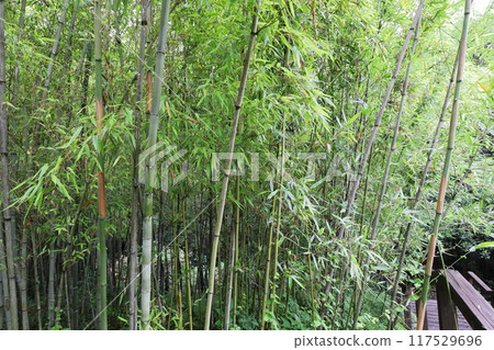 Bamboo planted in the bamboo grove of the botanical garden: Yashadake Bamboo planted in the bamboo grove of the botanical garden: Yashadake 117529696