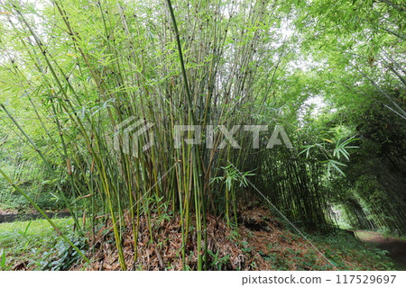 Bamboo planted in the bamboo grove of the botanical garden: Bamboo 117529697