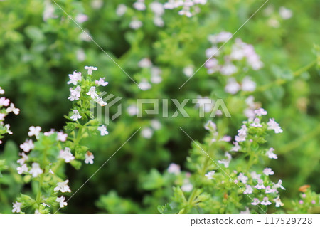 Small pale pink flowers of lemon thyme Small pale pink flowers of lemon thyme 117529728