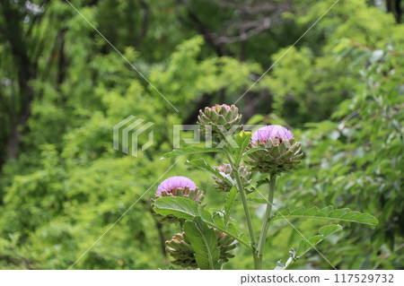 Artichokes purple flowers 117529732
