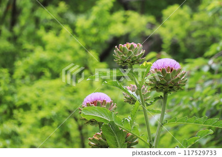 Artichokes purple flowers 117529733