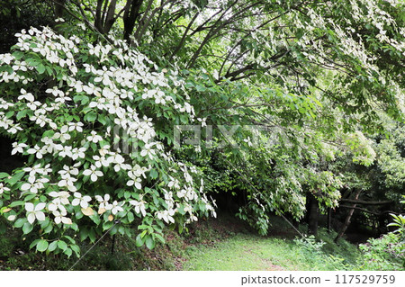 White flowers of Tokiwayamabushi 117529759