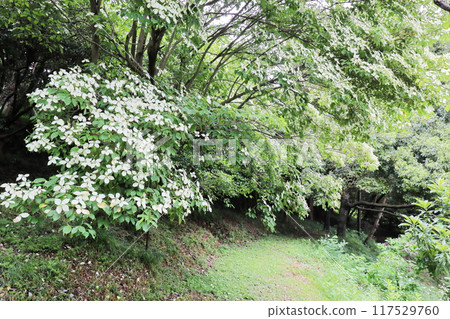 White flowers of Tokiwayamabushi White flowers of Tokiwayamabushi 117529760