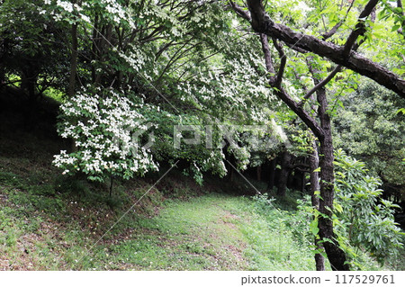 White flowers of Tokiwayamabushi White flowers of Tokiwayamabushi 117529761