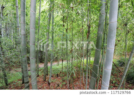 植物園竹林中種植的竹布袋 植物園竹林中種植的竹布袋 117529766