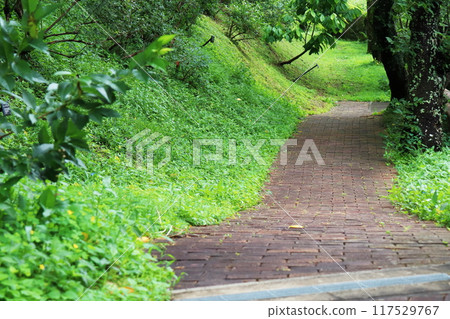 公園裡的磚路 公園裡的磚路 117529767