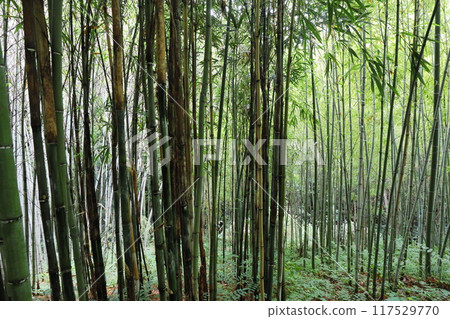 植物園竹林中種植的竹kanzanchiku 117529770