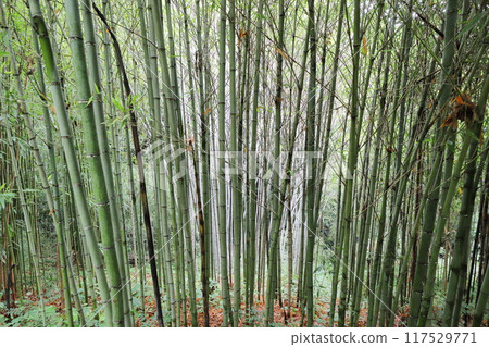 Bamboo planted in the bamboo grove of the botanical garden 117529771