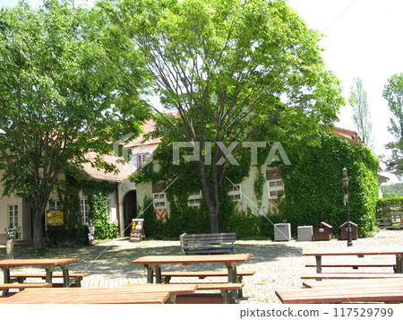 綠樹環繞的公園長椅 117529799