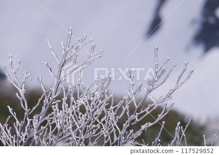 Hoarfrost covered Japanese stone pine Hoarfrost covered Japanese stone pine 117529852