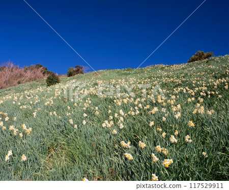 灘黑岩水仙花村/淡路島/日本三大水仙聚集地/瀨戶內海國立公園/夜鶴葉山/兵庫縣南淡路市 117529911