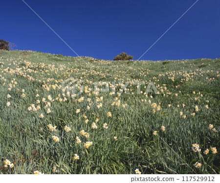 灘黑岩水仙花村/淡路島/日本三大水仙聚集地/瀨戶內海國立公園/夜鶴葉山/兵庫縣南淡路市 117529912