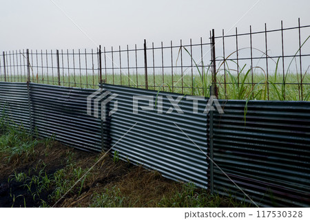 Background image: A wild boar fence, tin roof and newly sprouted green ears of rice in the morning mist Background image: A wild boar fence, tin roof and newly sprouted green ears of rice in the morning mist 117530328