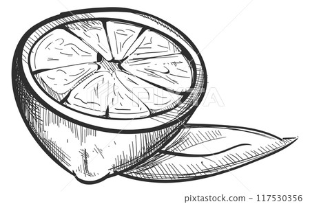 Lemon half engraving. Hand drawn fruit cut Lemon half engraving. Hand drawn fruit cut 117530356