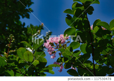 Summer Crape Myrtle and Blueberries Summer Crape Myrtle and Blueberries 117530478