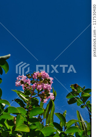 夏季紫薇和藍莓 117530480