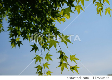 Maple Maple 117530486