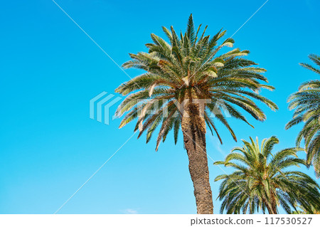 Palm trees with lush fronds set against clear blue sky. Summer background with tropical trees with green leaves, bottom view. Vacation in tropical beach concept Palm trees with lush fronds set against clear blue sky. Summer background with tropical trees with green leaves, bottom view. Vacation in tropical beach concept 117530527