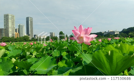 Lotus flowers of Shinobazu Pond (2024) 117530686