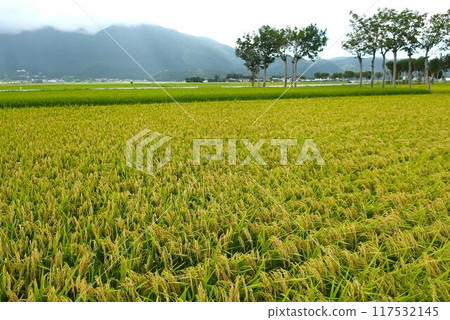 Scenery with rice scoop tree 117532145