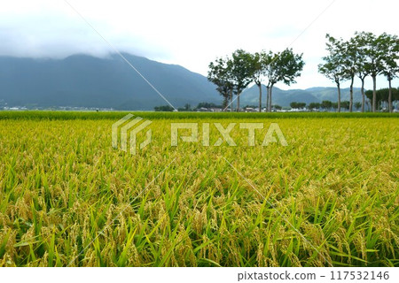 Scenery with rice scoop tree Scenery with rice scoop tree 117532146