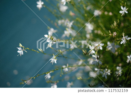 A photo of Gaura (Cypress) that resembles a kimono pattern 117532159