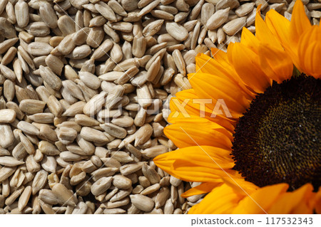 Sunflower seeds, concept of harvest, tasty snack 117532343