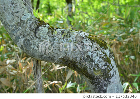 Trunk of a strange beech tree, primeval beech forest, Hotaka Tashiro Marsh, Gunma Prefecture 117532346