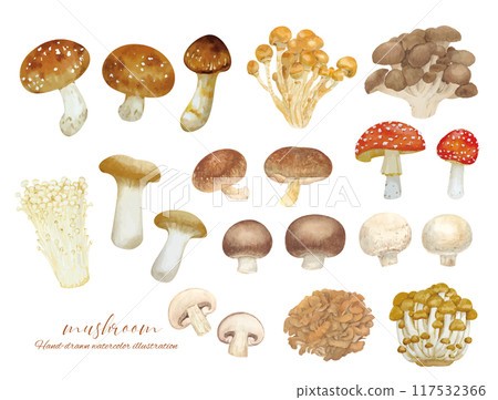 Watercolor hand-drawn cartoon material of various mushrooms Watercolor hand-drawn cartoon material of various mushrooms 117532366