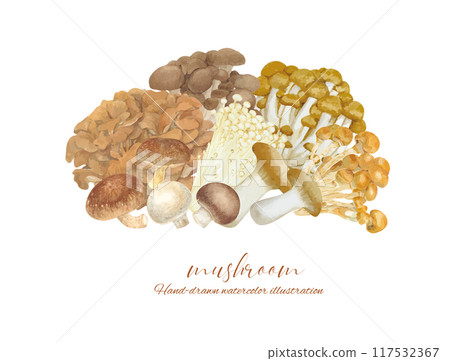 A set of various mushrooms drawn by watercolor 117532367