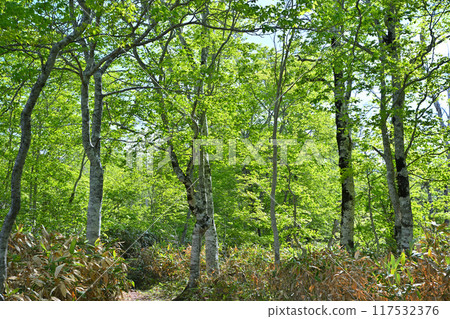 Hotaka, Tashiro Marshland, Beech forest promenade, early summer scenery, Gunma Prefecture 117532376