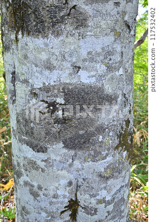 Beech trunks with beautiful bark patterns, primeval beech forest, Hotaka Tashiro Marsh, Gunma Prefecture 117532402