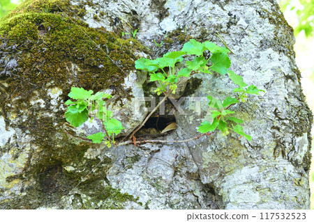 Life force clinging to beech trunks Primeval beech forest, Hotaka Tashiro Marsh, Gunma Prefecture Life force clinging to beech trunks Primeval beech forest, Hotaka Tashiro Marsh, Gunma Prefecture 117532523