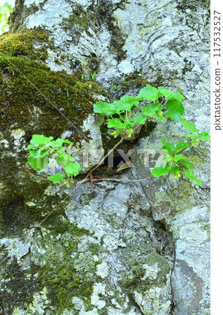 Life force clinging to beech trunks Primeval beech forest, Hotaka Tashiro Marsh, Gunma Prefecture 117532527